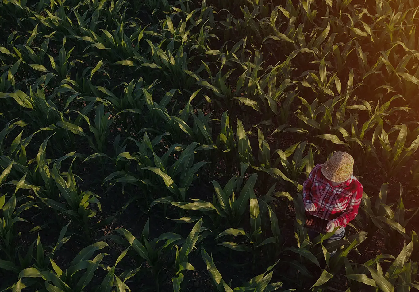 A farmer is in a crop field and interacting with a tablet